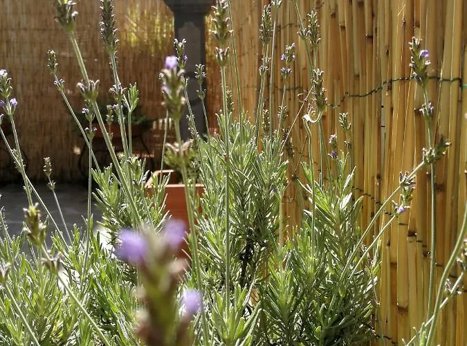 Small Wonder Tiny Town House